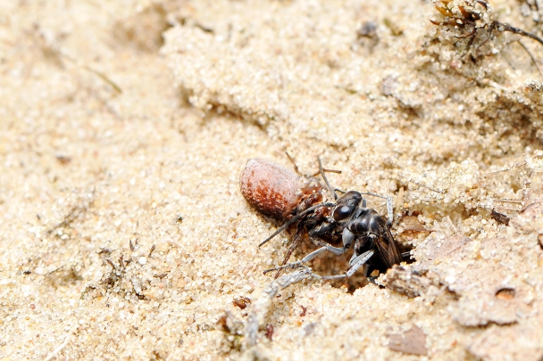 grijze spinnendoder (Pompilus cinereus) 6-2008 0477